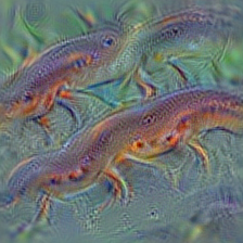 n01630670 common newt, Triturus vulgaris